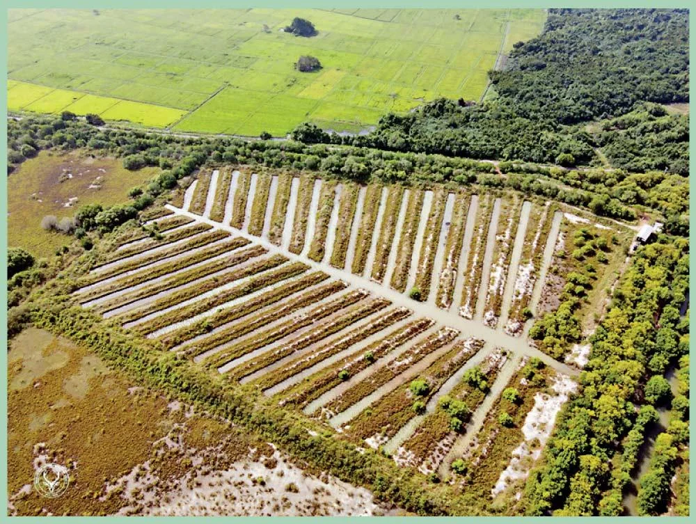 Fishbone _Technique of _Mangrove _Restoration